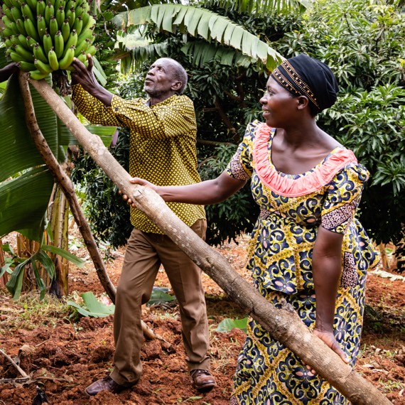 Banana picking