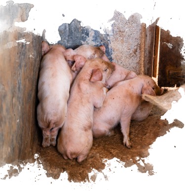 Pigs